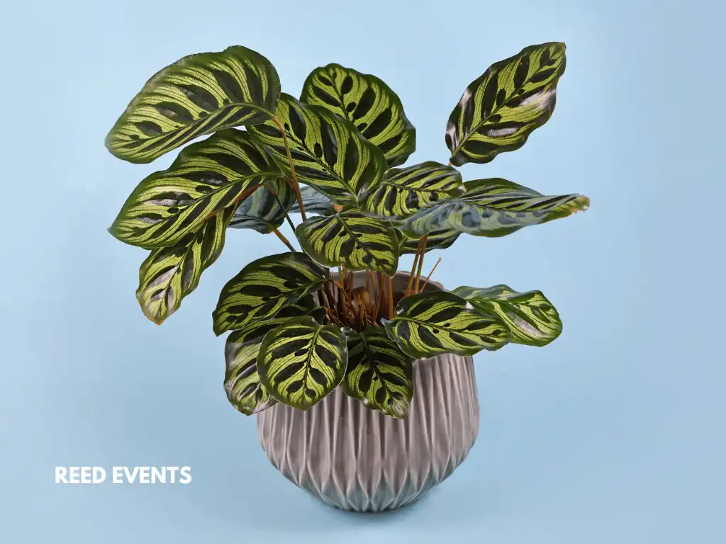 Houseplant